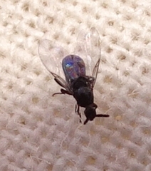 Swammerdamella