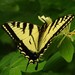 Canadian Tiger Swallowtail - Photo (c) neilhusher, some rights reserved (CC BY-NC)