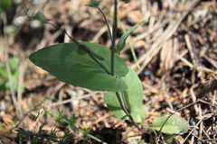 Noccaea perfoliata image