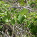 Dioscorea ovinala - Photo 由 Guy Eric Onjalalaina 所上傳的 (c) Guy Eric Onjalalaina，保留部份權利CC BY-NC