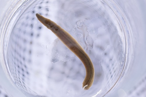 Erpobdella punctata