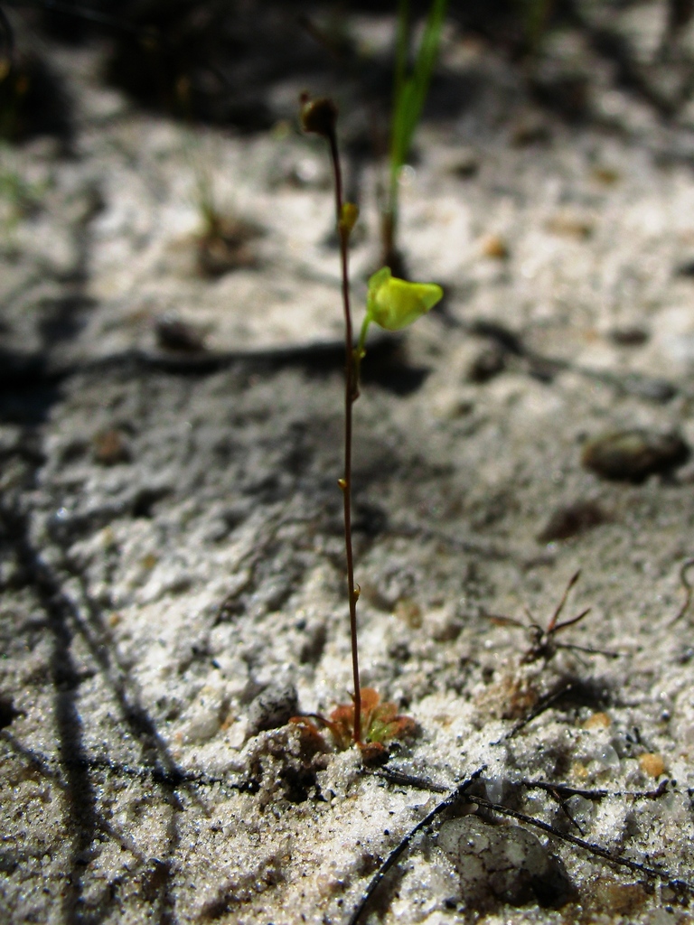 Genlisea filiformis A.St.-Hil.