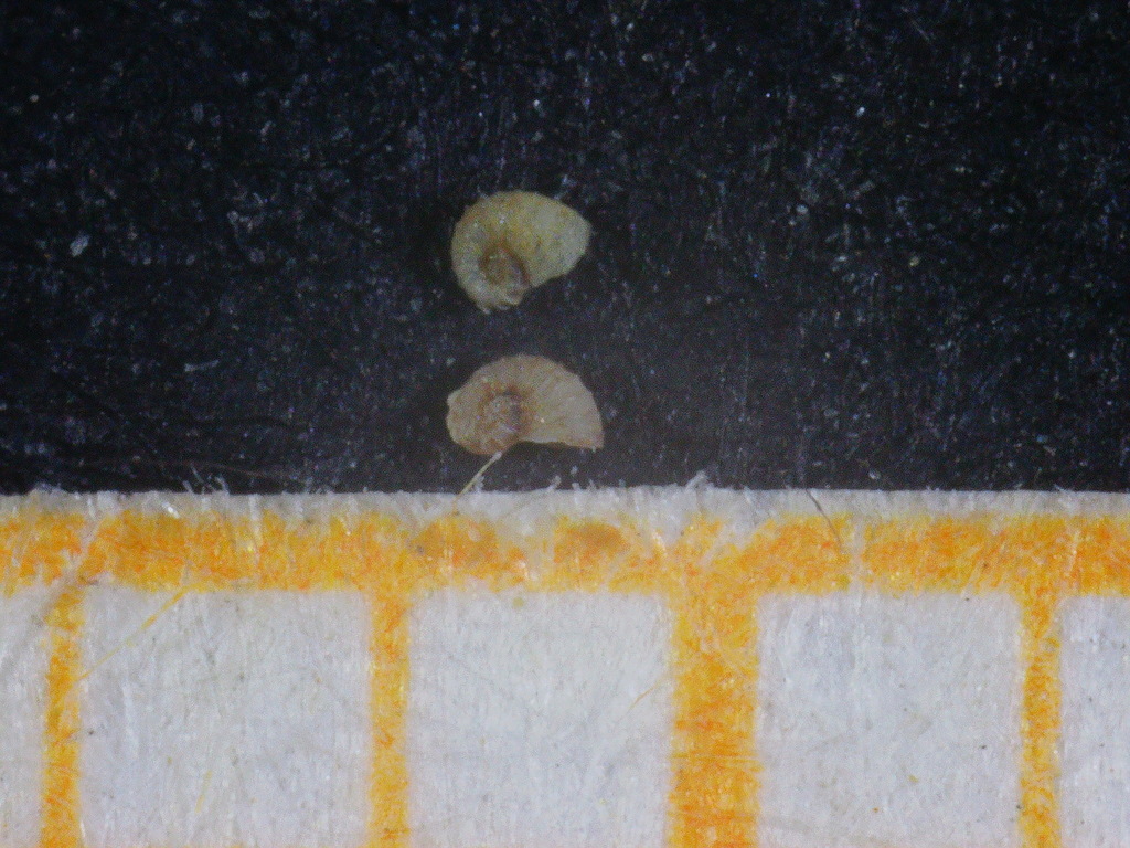 Skeneoides