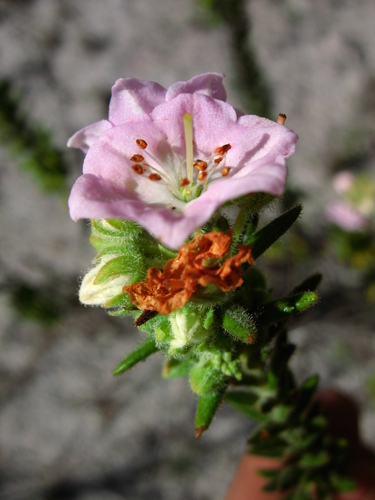 Kalmia ericoides