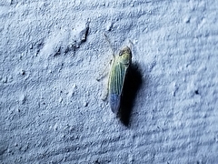 Xyphon reticulatum