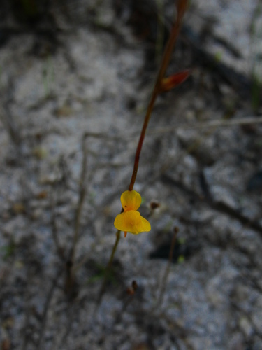 Rush bladderwort