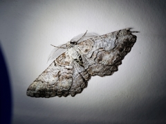 Cymatophora approximaria