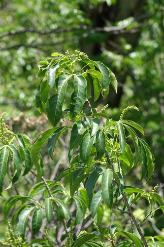Allophylus macrocarpus image