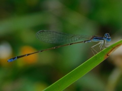 Nehalennia pallidula