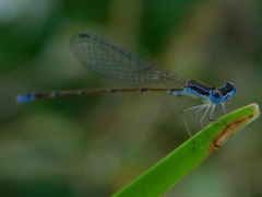 Nehalennia pallidula