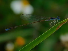 Nehalennia pallidula