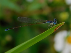 Nehalennia pallidula