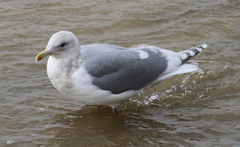 Larus glaucescens × occidentalis