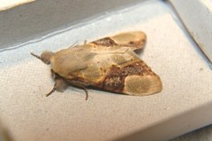 Formofentonia orbifer