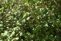 Fuchsia perscandens
