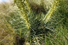 Aciphylla scott-thomsonii