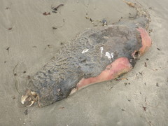 Zalophus californianus