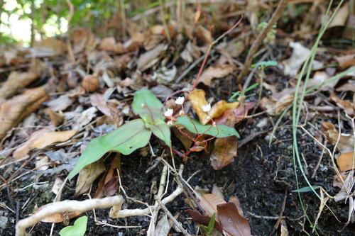 Pseudoparis cauliflora image