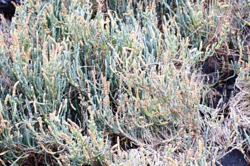 Image of Salicornia littorea by (c) Tony Rebelo, some rights reserved (CC BY-SA)