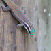 Ornate Day Gecko - Photo (c) Phil Boyle, some rights reserved (CC BY-NC), uploaded by Phil Boyle