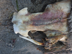 Zalophus californianus