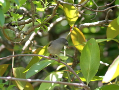 Zosterops chloronothos