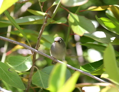 Zosterops chloronothos