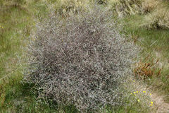 Olearia bullata
