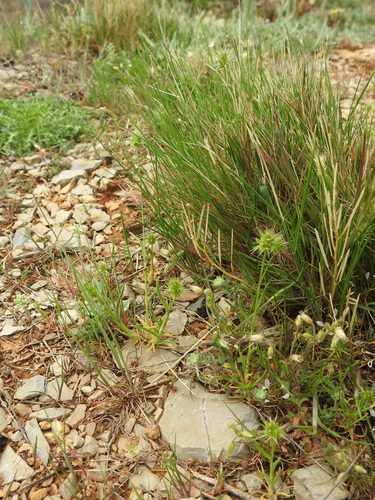 Image of Echinaria capitata by (c) Yves Bas, some rights reserved (CC BY)