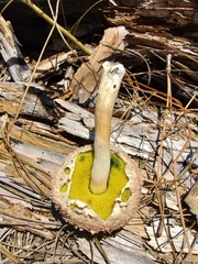 Boletellus ananas image