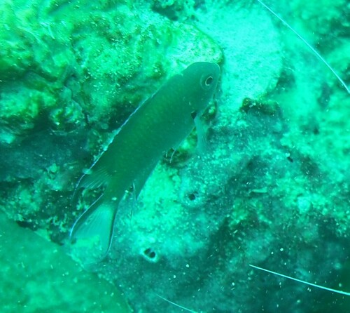 Neopomacentrus filamentosus observed 2023-06-04