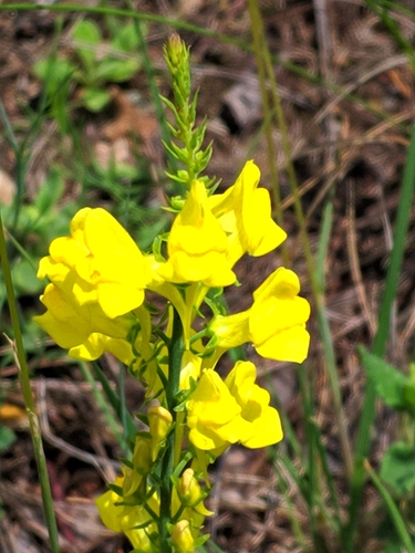 Image of Linaria angustissima by (c) Denys Vynokurov, some rights reserved (CC BY)