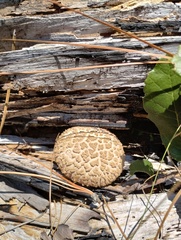 Boletellus ananas image