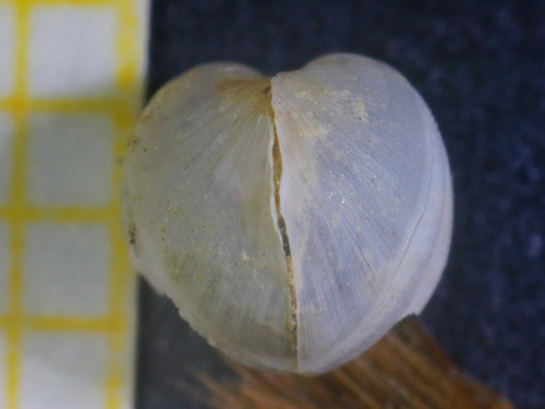 Representative image of Xylophaga dorsalis