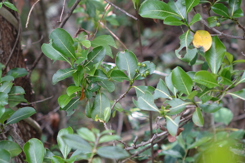 Psychotria reducta