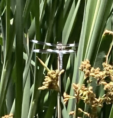 Eight-spotted Skimmer photographed in Idaho
