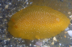 Doriopsilla albopunctata