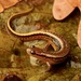 Southern Two-lined Salamander - Photo (c) Zach Lim, some rights reserved (CC BY-NC), uploaded by Zach Lim