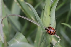 Harmonia axyridis