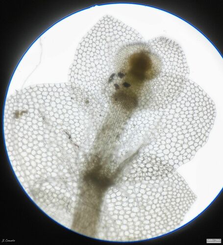 Swedish Pouchwort (Calypogeia suecica)