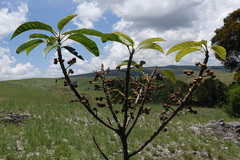 Macaranga alnifolia