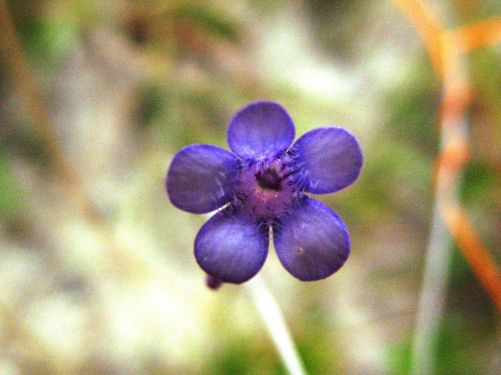 Pinguicula filifolia, Isla de la Juventud, CU-IJ-IJ, CU