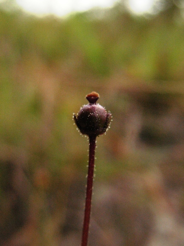 Pinguicula filifolia