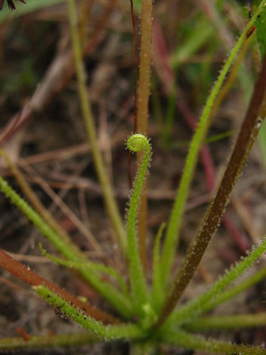 Pinguicula filifolia