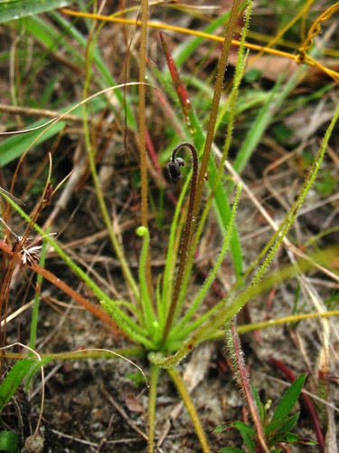 Pinguicula filifolia