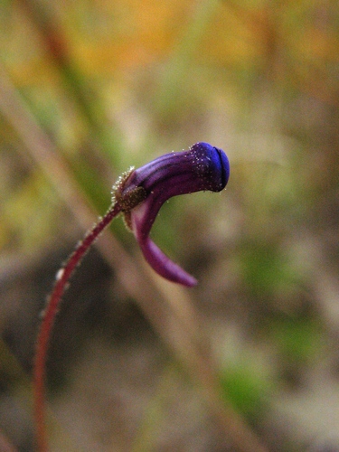 Pinguicula filifolia