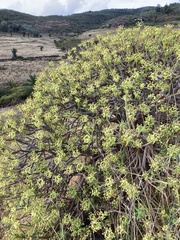 Euphorbia berthelotii image