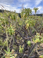 Image of Euphorbia berthelotii