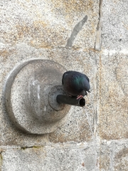 Columba livia domestica