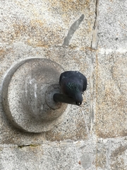Columba livia domestica